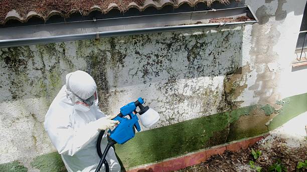 Mold Removal service in Vienna